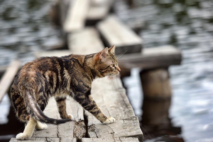 猫の吊り橋で運動不足を解消！おすすめ商品やDIYでの作り方