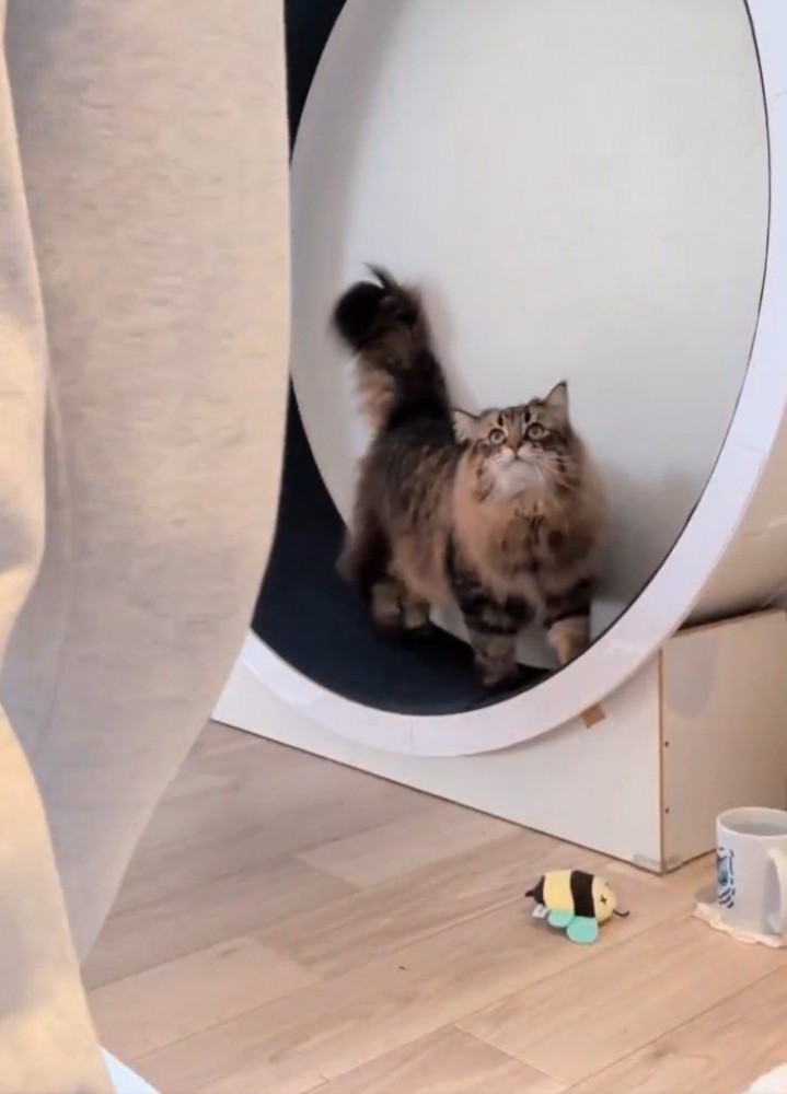 キャットホイールを使う猫