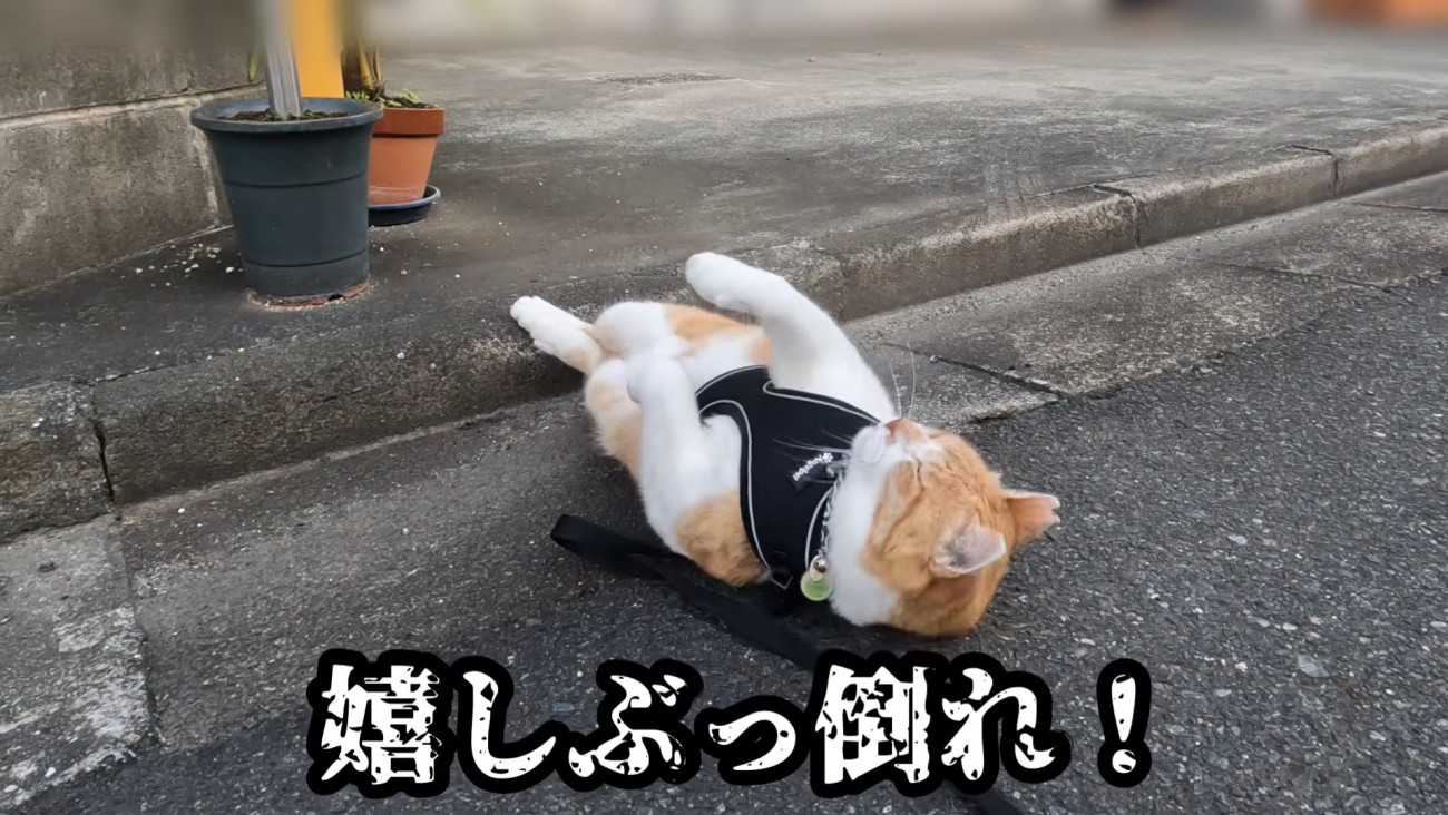 道路で仰向けになる猫