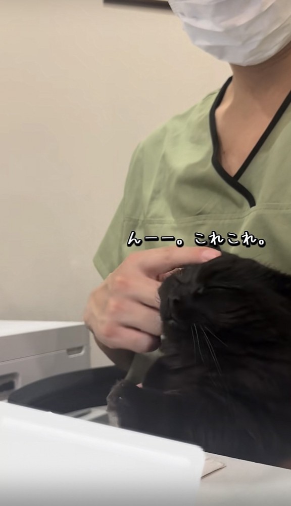 飼い主に頭を撫でられるミックス猫