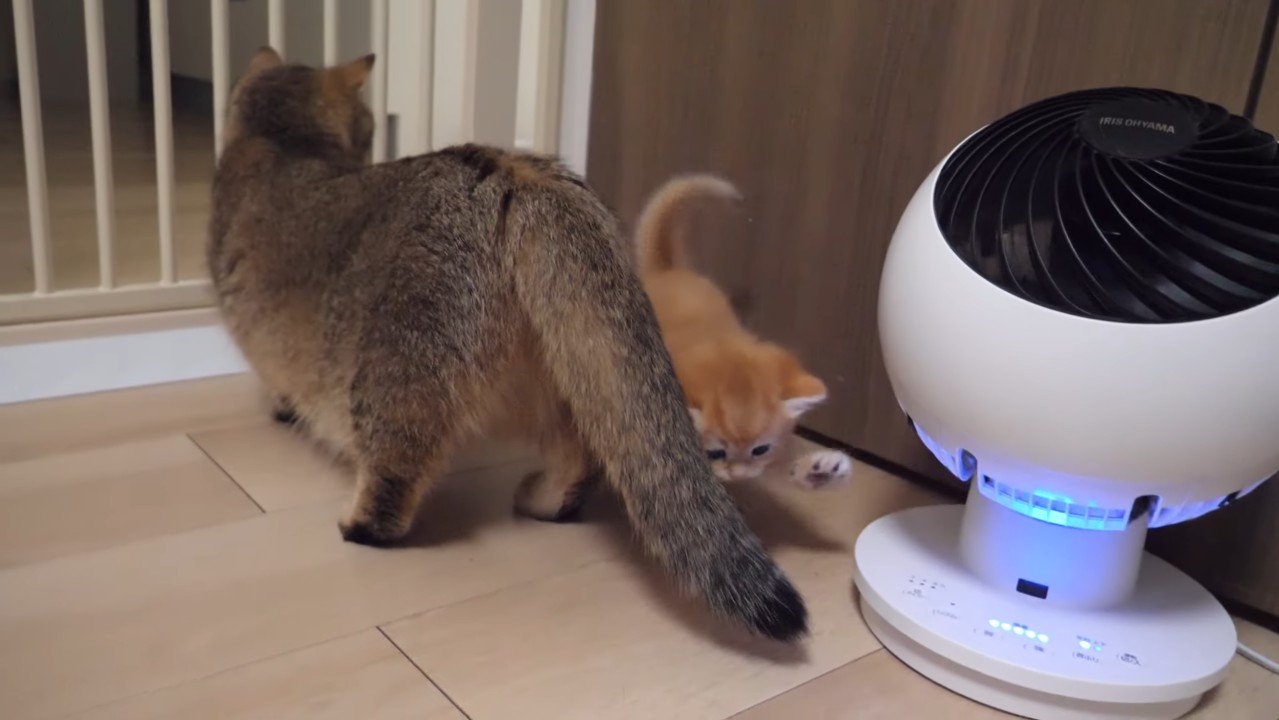 子猫(金)とママ猫