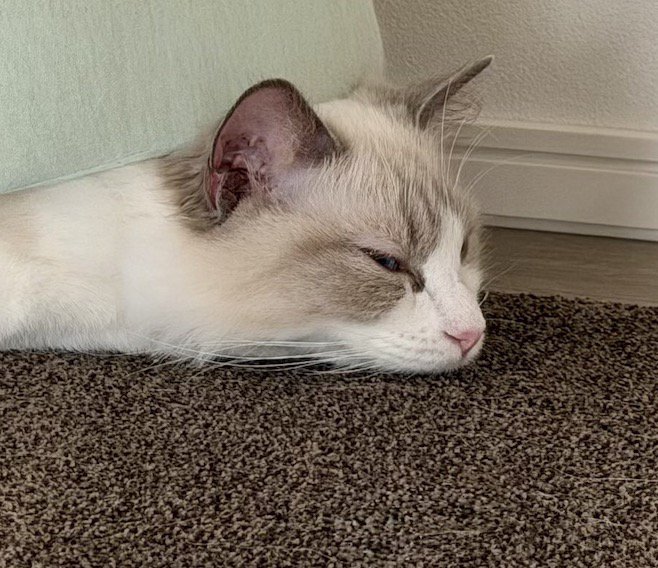 カーペットの上にうつ伏せになって眠る猫