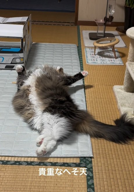 へそ天する猫