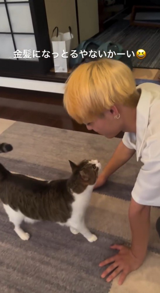 男性の顔を見つめながら近づいてくる猫