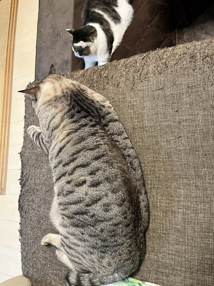 ソファーで横になる猫