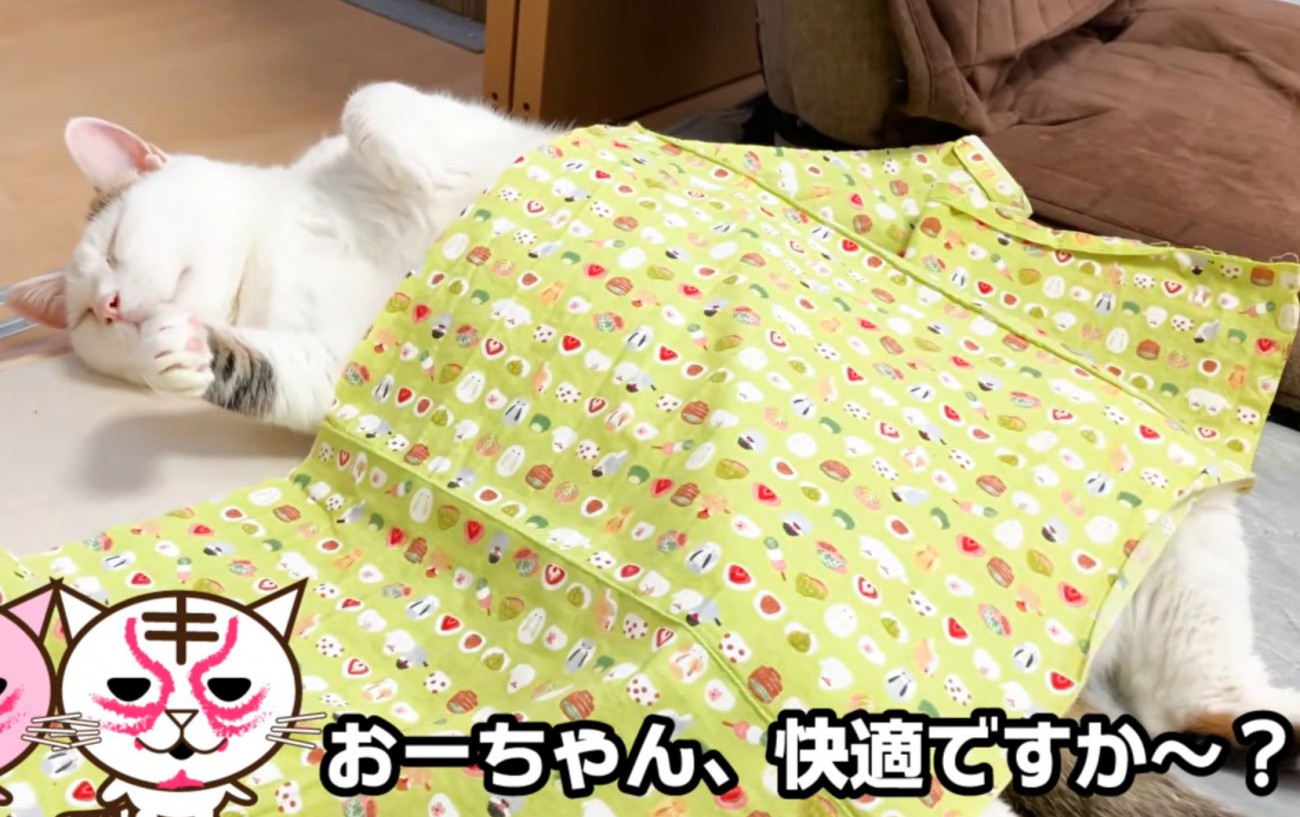 仰向けな猫（おーちゃん、快適ですか～？）
