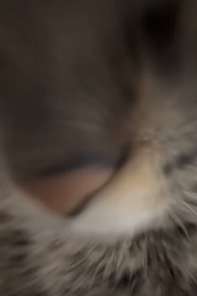 猫の口元アップ