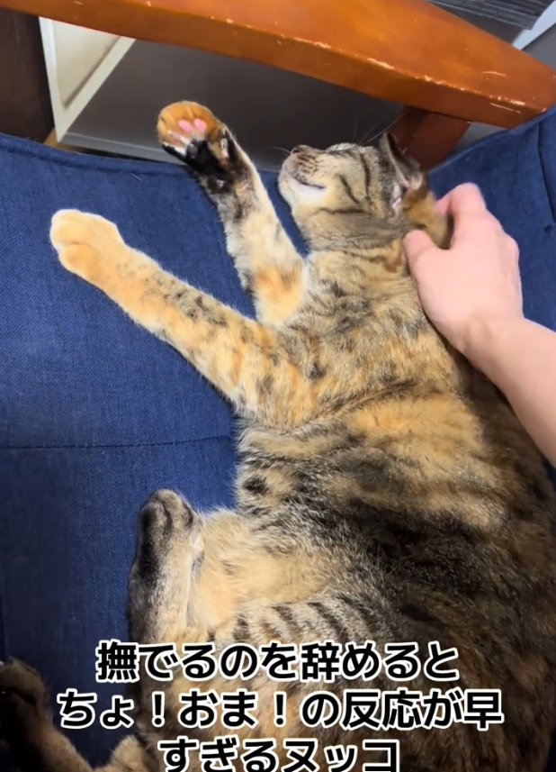 寝転がる猫