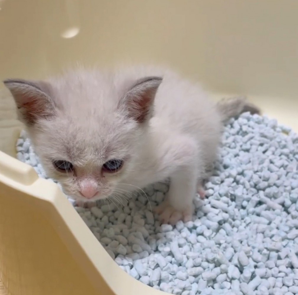 トイレの中で全身に力を入れる子猫