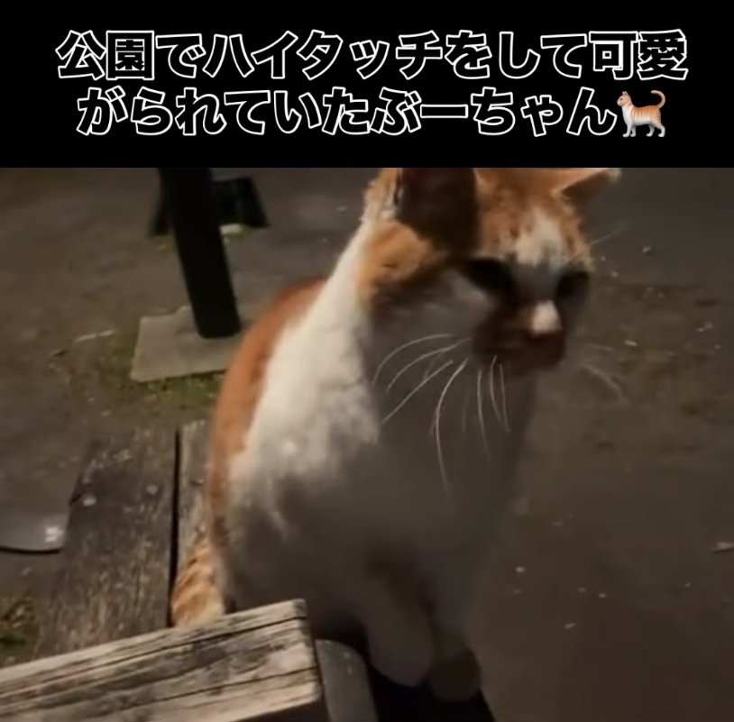 公園にいる猫