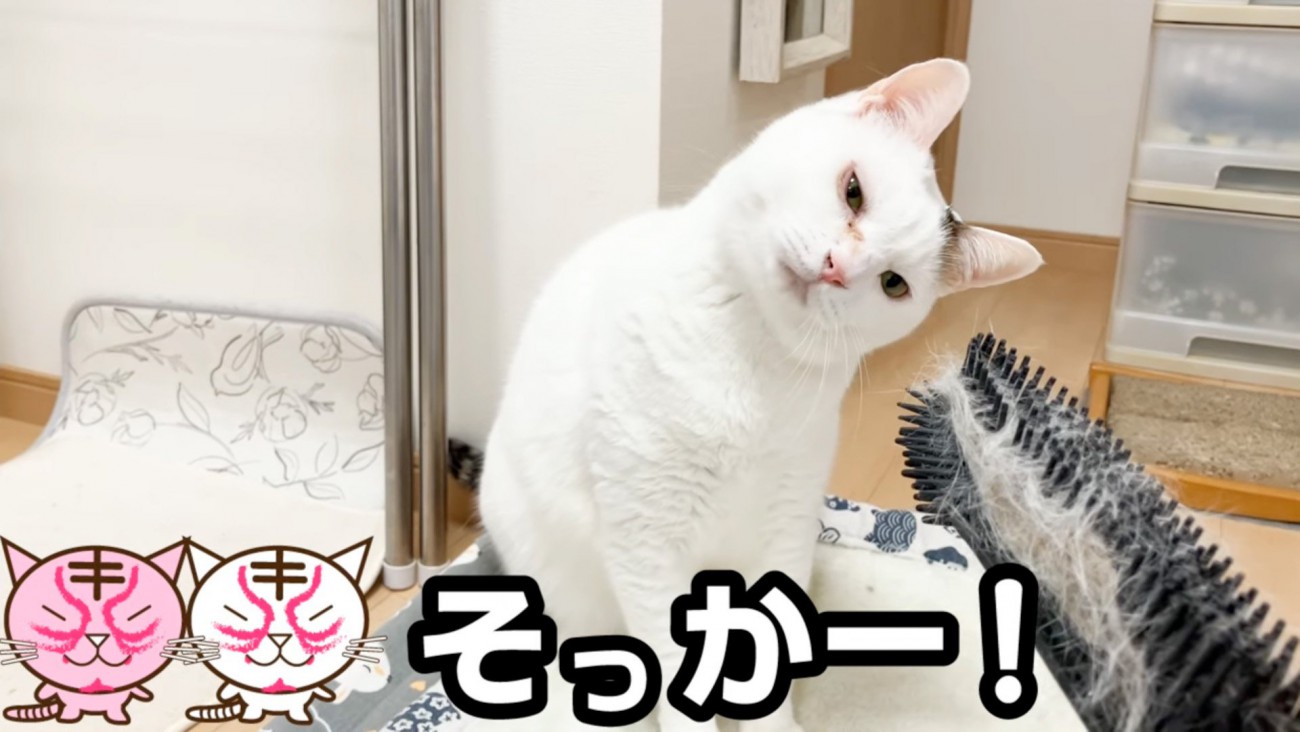 眺める猫
