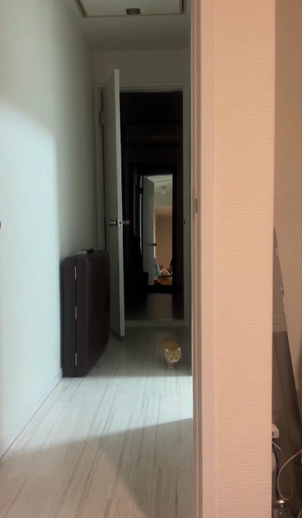 少しずつ近づいてくる子猫