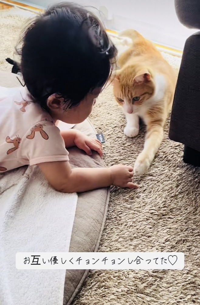 赤ちゃんの手をチョンチョンする茶白猫