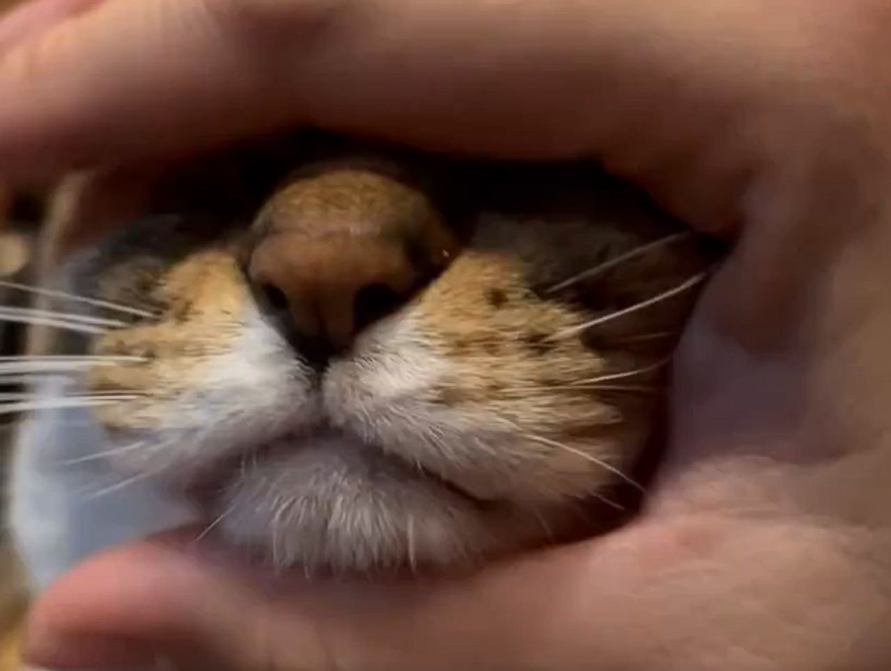 マッサージされる三毛猫の口元1