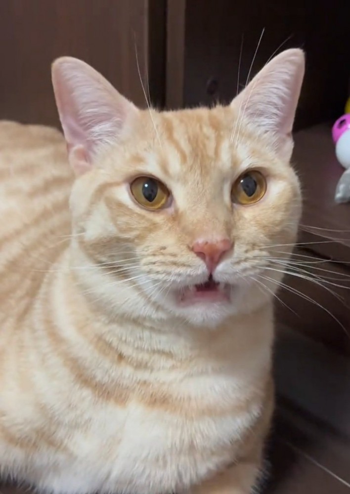 フレーメン反応を起こす猫