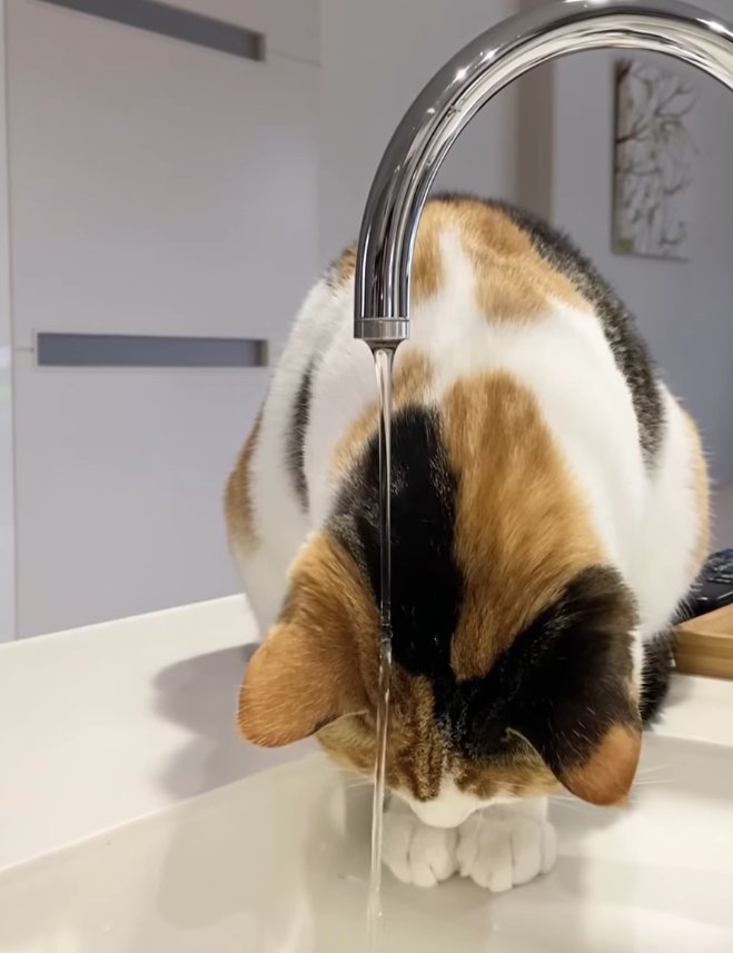 水が出ている蛇口の近くで頭を下げる三毛猫