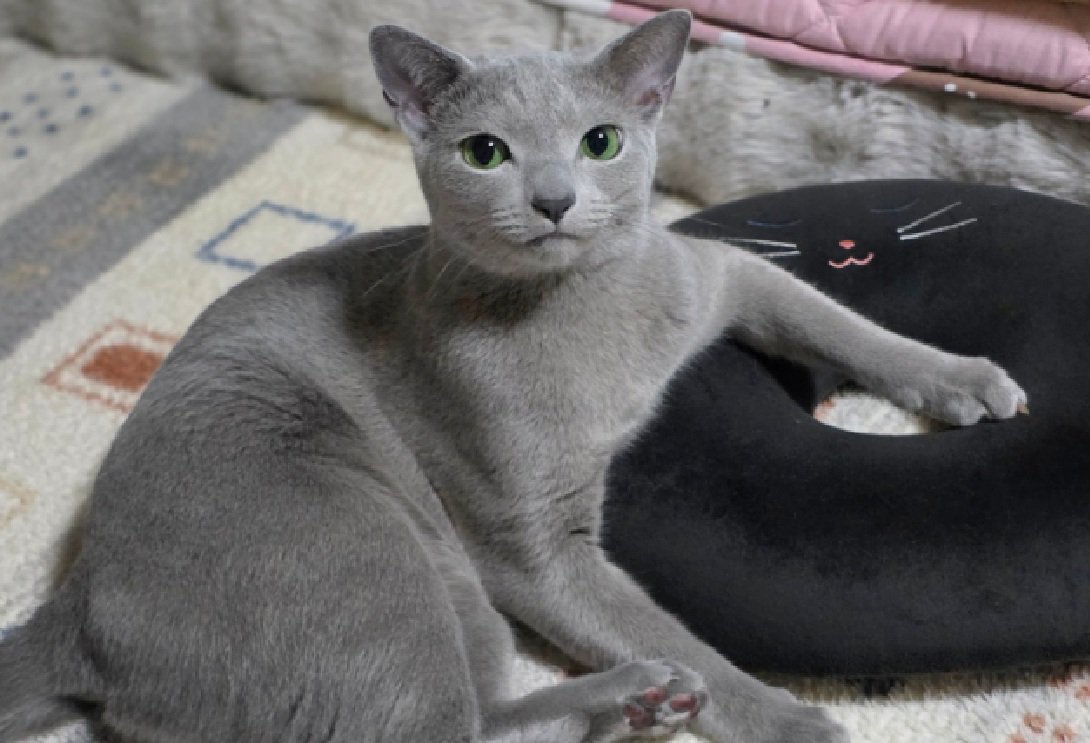 独特なポーズの猫