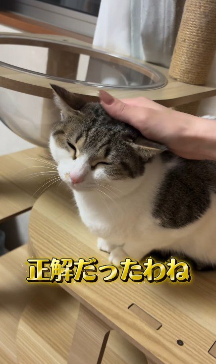 なでられる猫