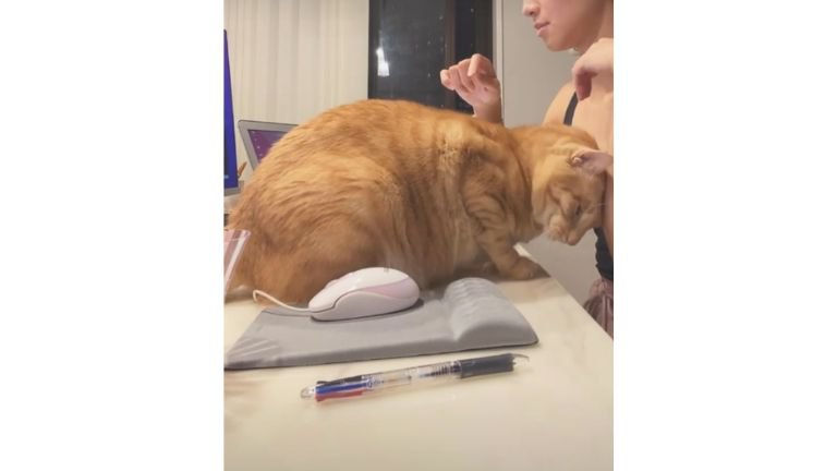 作業台にいる猫