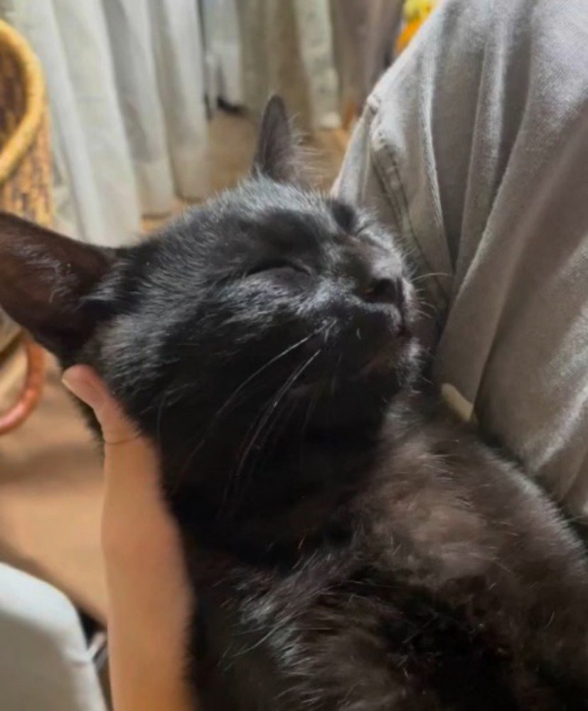 仰向けで眠っている黒猫の顔