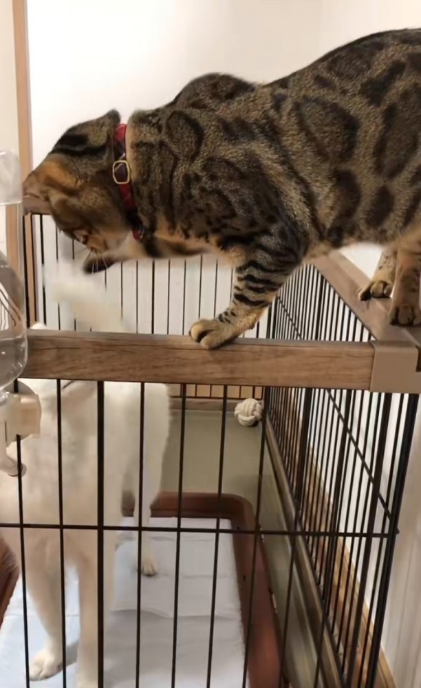 遊んであげる猫