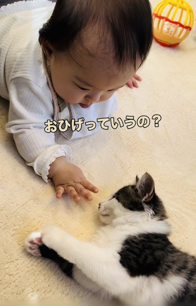 子猫の髭に触る赤ちゃん
