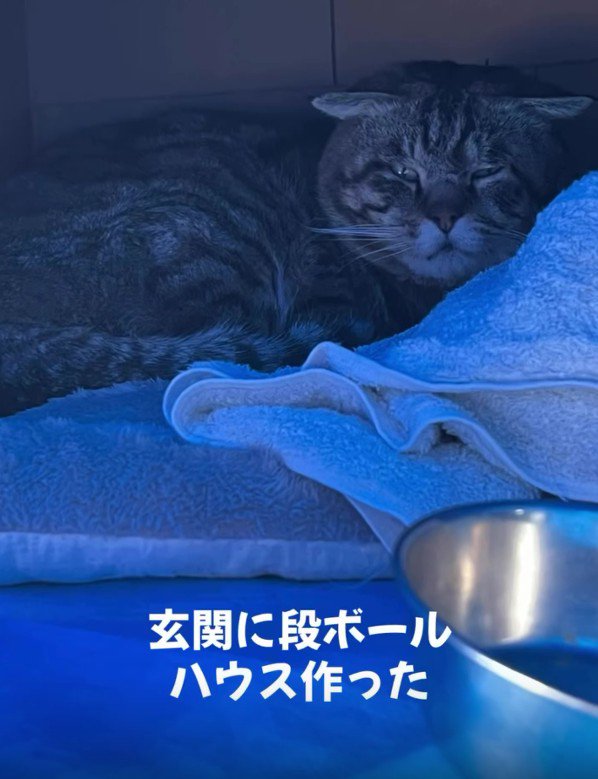 段ボールハウスの中の猫
