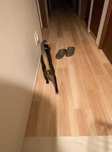 廊下を歩いていく猫