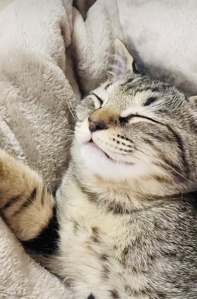 毛布の上で寝る子猫