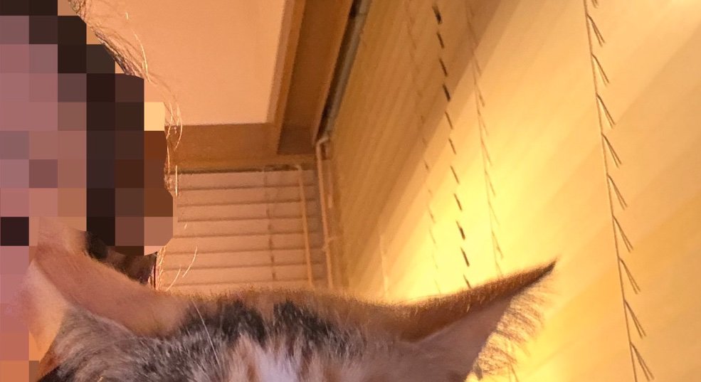 猫の頭