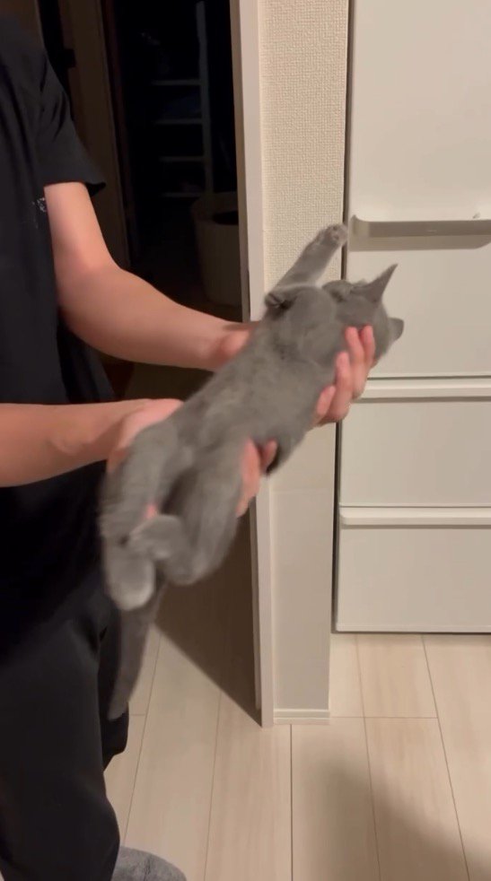 抱き上げた子猫を優しく前後に揺らす男性