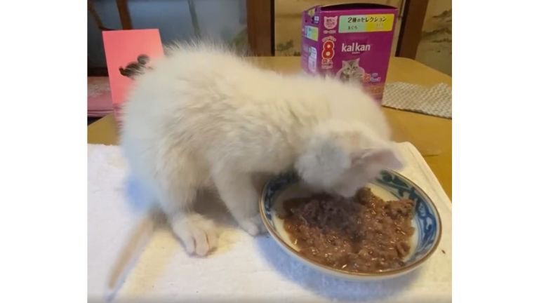 ご飯を食べる猫