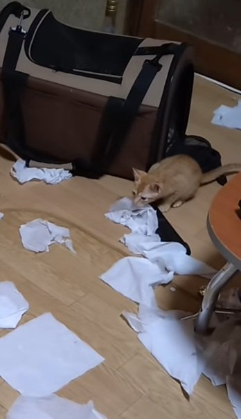 前を見る猫