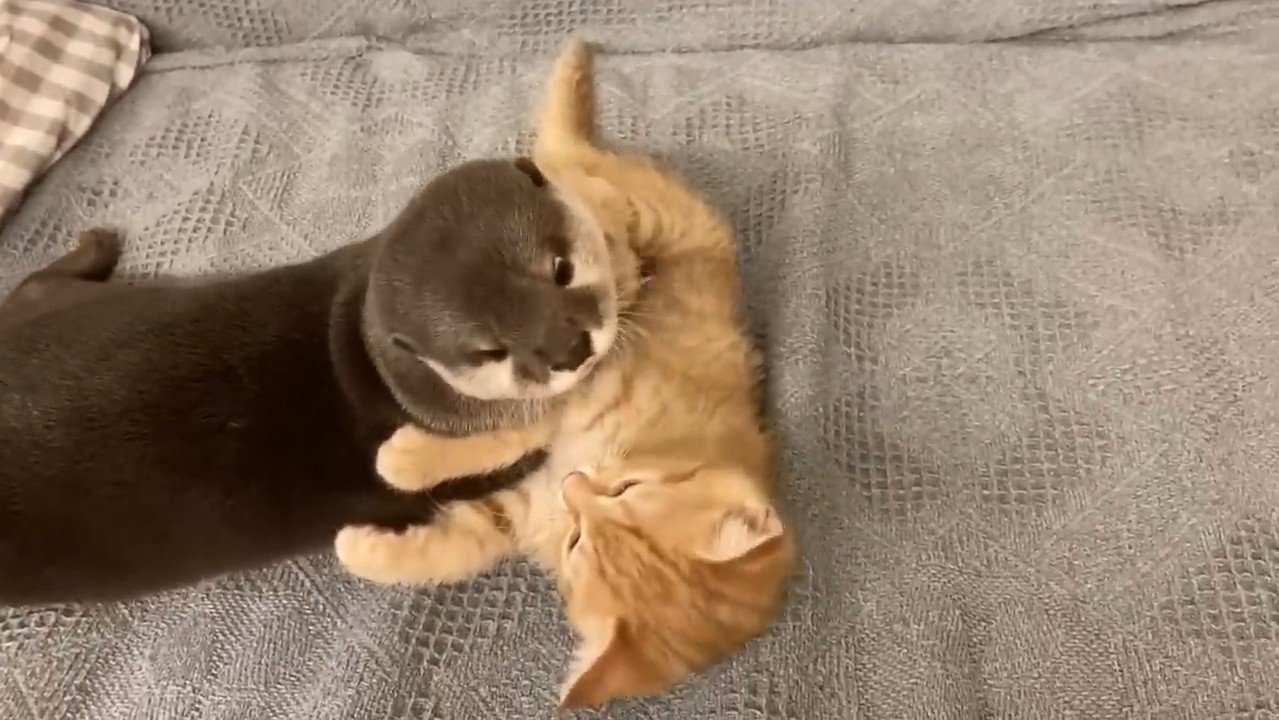 さくらちゃんが上