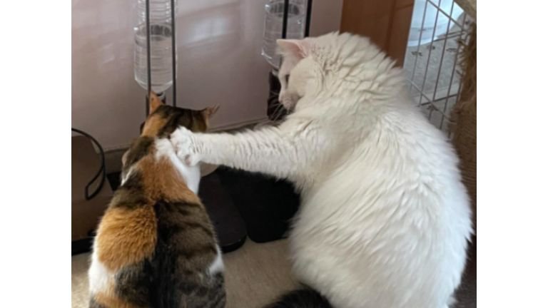 並んでいる2匹の猫