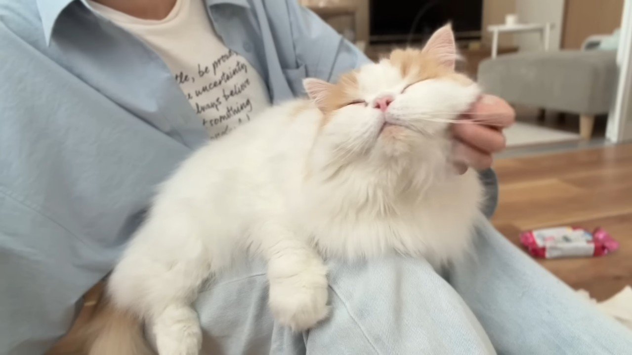 膝の上に乗るレモンくん