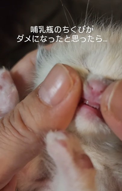 歯を見られている子猫