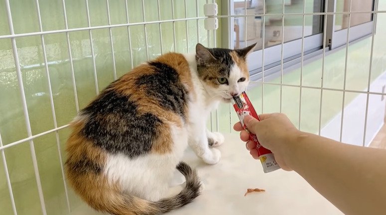 おやつを食べる猫