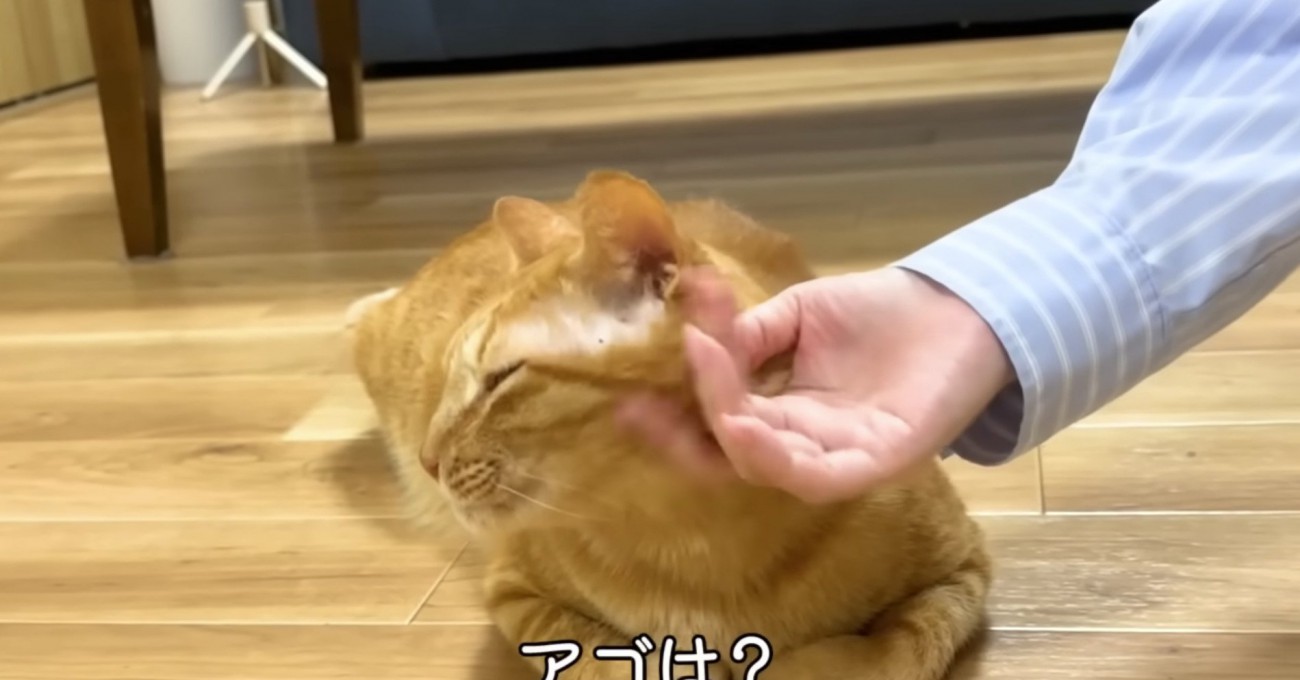 アゴをなでられているまるとら