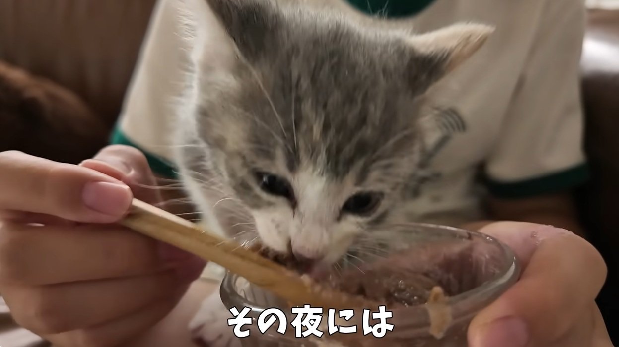 ご飯を食べさせてもらっている子猫