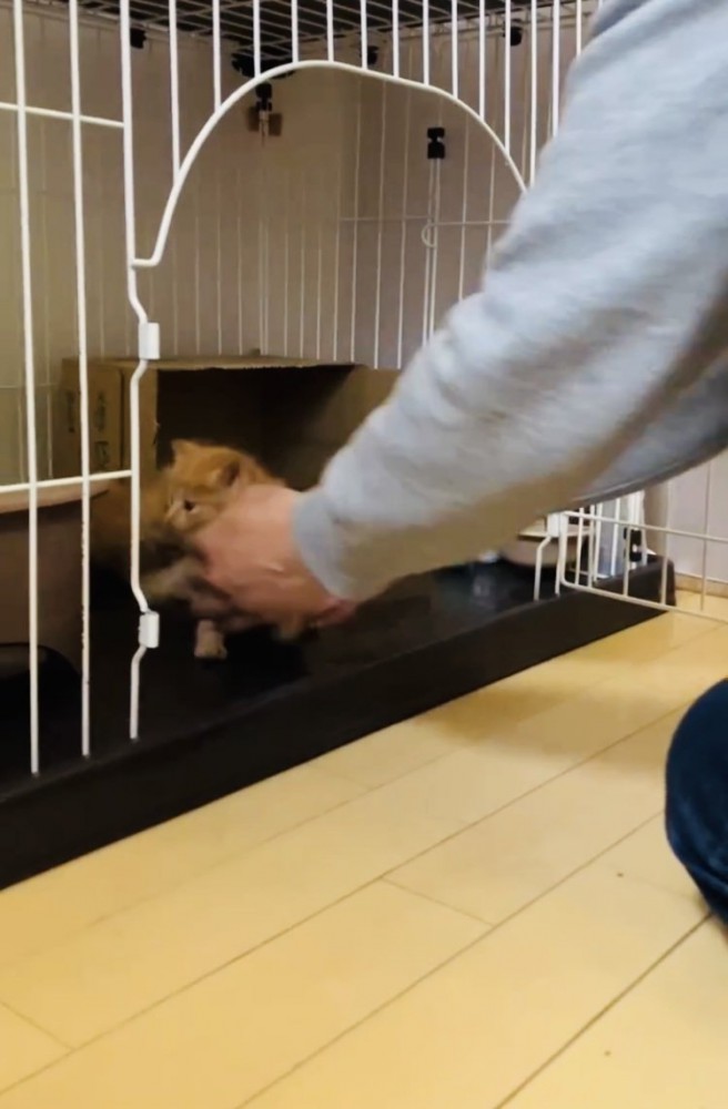 ママにケージに入れられる茶トラ子猫