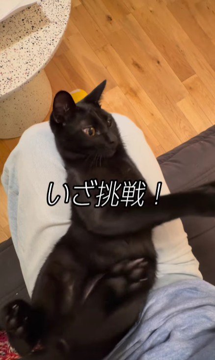 仰向けの猫