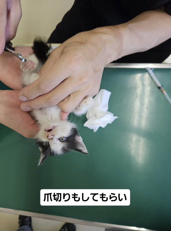 爪切りをされる子猫
