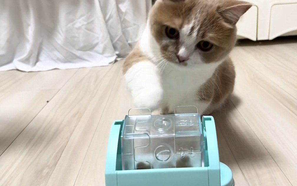 おもちゃで遊ぶ猫の写真1