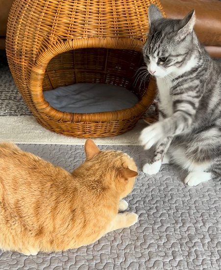 左足で茶トラ猫を手のひらを広げて触ろうとするサバ白猫