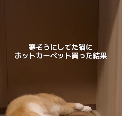 寝転がっている猫の下半身