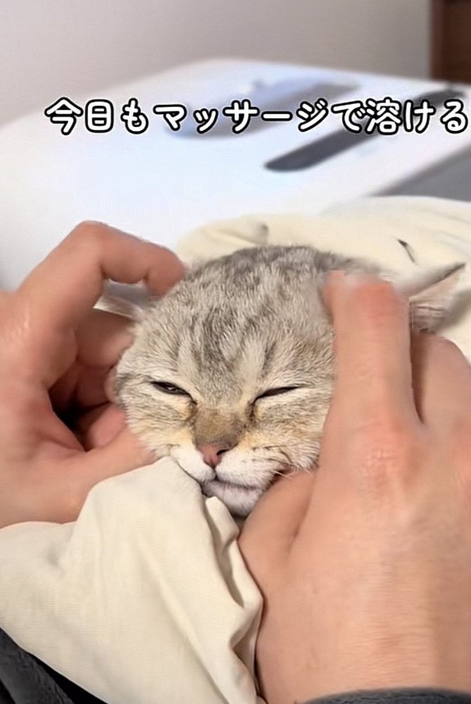 マッサージされている猫の写真1