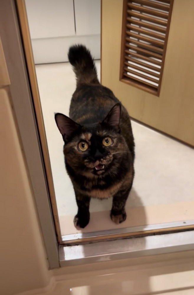 お風呂場の前でママに向かって鳴くサビ猫