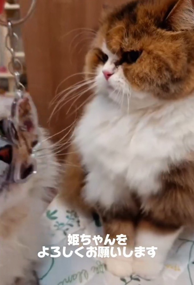 キーホルダーを見つめる猫