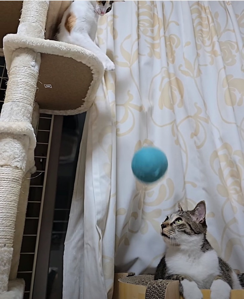 ボールを見つめる猫